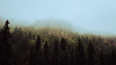 Spruce forest fog 4k wallpaper
