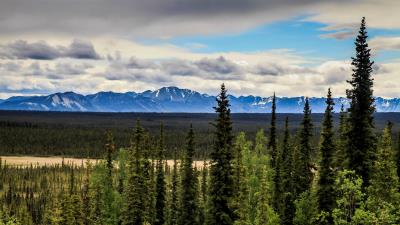 Spruce forest mountains 4k wallpaper