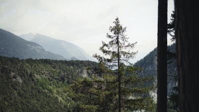 Spruce forest trees hh 4k wallpaper