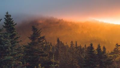 Spruce forest trees image 4k wallpaper