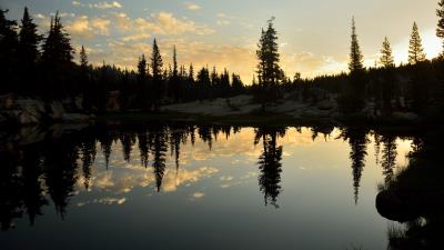 Spruce lake trees image 4k wallpaper