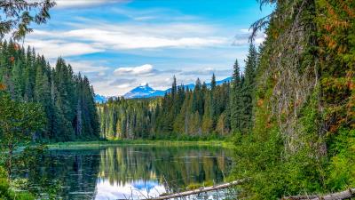 Spruce lake trees 4k wallpaper