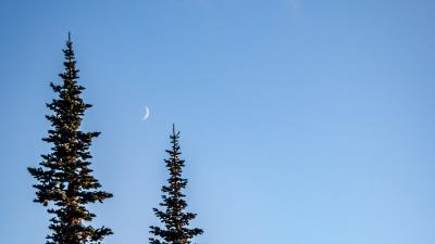 Spruce moon sky 4k wallpaper