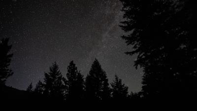 Spruce night stars image 4k wallpaper