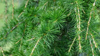 Spruce pine branches needles 4k wallpaper