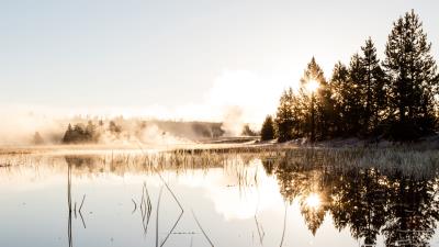 Spruce reflection fog 4k wallpaper