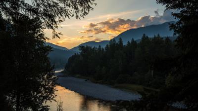 Spruce river branches 4k wallpaper