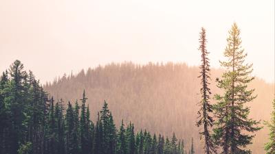 Spruce rocks lake 4k wallpaper