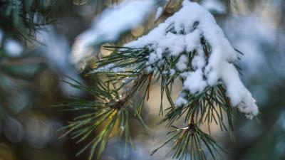 Spruce snow branch glare 4k wallpaper