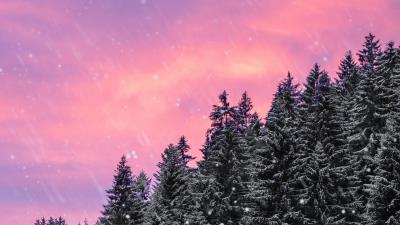 Spruce snow snowfall 4k wallpaper