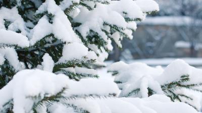 Spruce snow winter branches 4k wallpaper