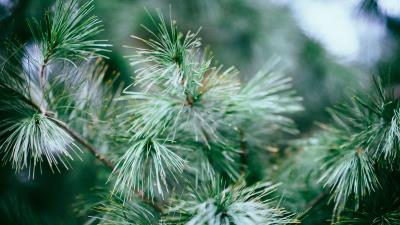 Spruce tree branches needles 4k wallpaper