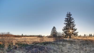 Spruce tree grass 4k wallpaper