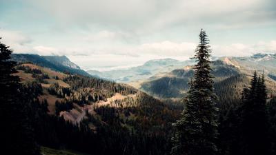 Spruce tree hills 4k wallpaper