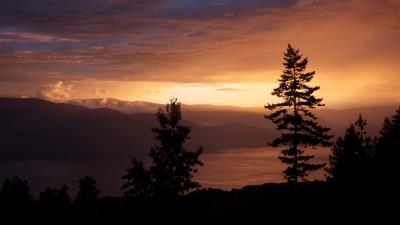 Spruce tree sunset image 4k wallpaper