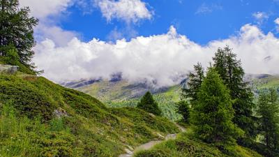 Spruce trees clouds 4k wallpaper