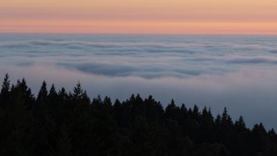 Spruce trees fog ddd 4k wallpaper