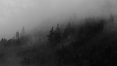 Spruce trees fog h 4k wallpaper