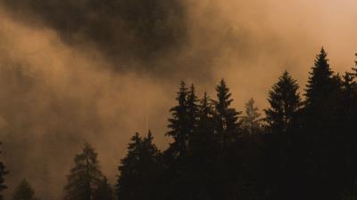 Spruce trees fog image 4k wallpaper