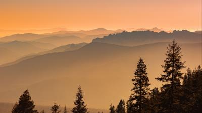 Spruce trees fog 4k wallpaper