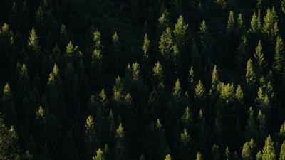 Spruce trees forest d 4k wallpaper