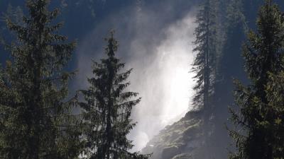 Spruce trees forest e 4k wallpaper