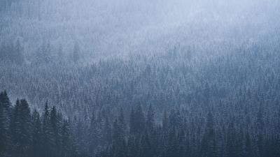 Spruce trees forest g 4k wallpaper