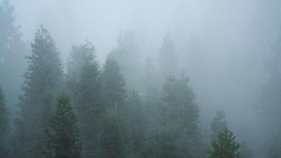 Spruce trees forest h 4k wallpaper