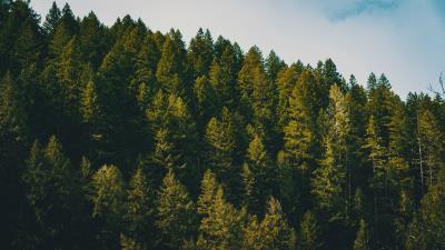 Spruce trees forest hh 4k wallpaper