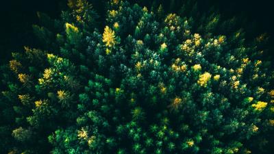 Spruce trees forest 4k wallpaper