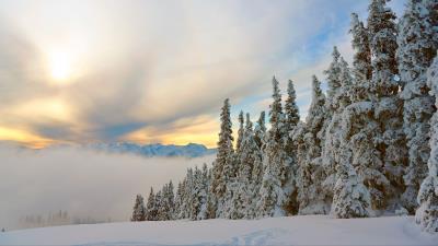 Spruce trees mountains image 4k wallpaper