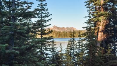 Spruce trees river 4k wallpaper