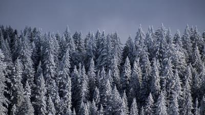 Spruce trees snow  4k wallpaper