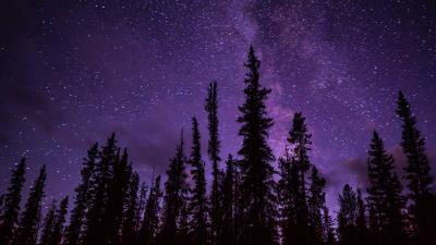 Spruce trees starry sky 4k wallpaper