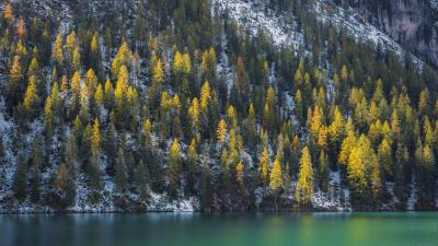 Spruce trees water 4k wallpaper
