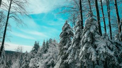 Spruce winter forest sky 4k wallpaper