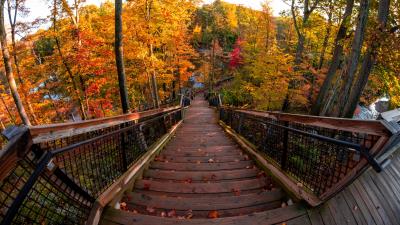 Stairs autumn trees 4k wallpaper