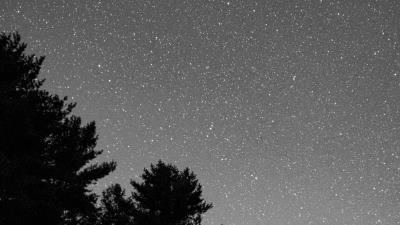 Starry sky bushes bw 4k wallpaper