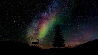 Starry sky fir deer 4k wallpaper
