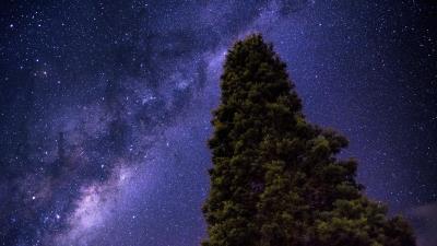 Starry sky milky way tree 4k wallpaper