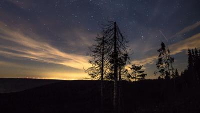 Starry sky night trees 4k wallpaper