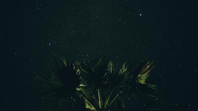 Starry sky palm tree night 4k wallpaper