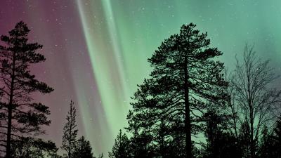 Starry sky the trees northern lights 4k wallpaper