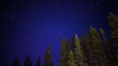 Starry sky trees night 4k wallpaper