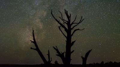 Starry sky trees silhouettes 4k wallpaper