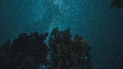 Starry sky trees view from below 4k wallpaper