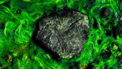 Stones algae moss 4k wallpaper