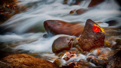 Stones leaves water 4k wallpaper