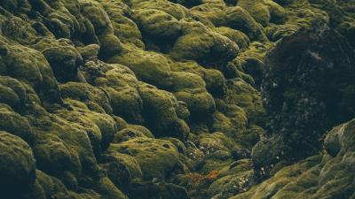Stones moss iceland 4k wallpaper