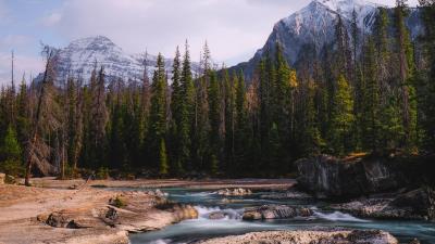 Stones stream trees 4k wallpaper